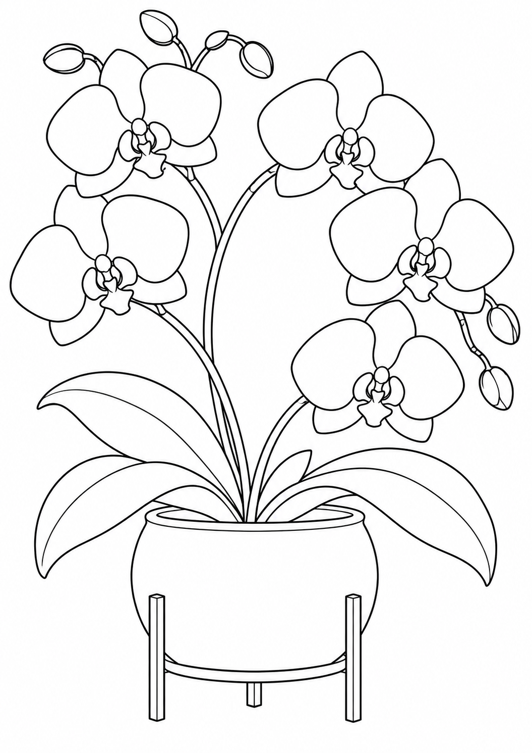 A graceful orchid